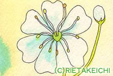 6月3日の誕生花と花言葉 カスミ草 草キョウチクトウ 一年366日の花言葉と誕生花のイラストレーション