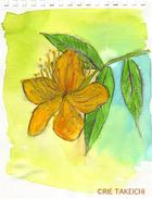 7月7日の誕生花と花言葉 ビヨウ柳 ギボウシ 一年366日の花言葉と誕生花のイラストレーション