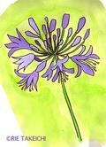 7月25日の誕生花と花言葉 アガパンサス ハイビスカス 一年366日の花言葉と誕生花のイラストレーション