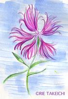 7月30日の誕生花と花言葉 河原撫子 スカビオサ 一年366日の花言葉と誕生花のイラストレーション