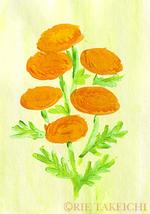 8月12日の誕生花と花言葉 タンジー ホオズキ 一年366日の花言葉と誕生花のイラストレーション