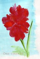 8月13日の誕生花と花言葉 カンナ アカンサス 一年366日の花言葉と誕生花のイラストレーション