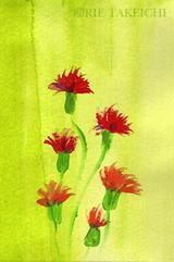 8月9日の誕生花と花言葉 カカリア ブーゲンビリア 一年366日の花言葉と誕生花のイラストレーション