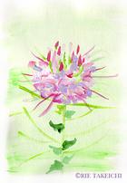 8月18日の誕生花と花言葉 クレオメ ブルーファンフラワー 一年366日の花言葉と誕生花のイラストレーション
