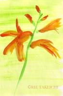 8月15日の誕生花と花言葉 モントブレチア フレンチマリーゴールド 一年366日の花言葉と誕生花のイラストレーション