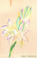 9月17日の誕生花と花言葉 花のイラスト 一年366日の花言葉と誕生花のイラストレーション