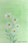 11月4日の誕生花と花言葉 浜菊 クロッサンドラ 一年366日の花言葉と誕生花のイラストレーション