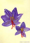 11月14日の誕生花と花言葉 サフラン デルフィニウム 一年366日の花言葉と誕生花のイラストレーション