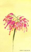 11月19日の誕生花と花言葉 山ラッキョウ スターチス 一年366日の花言葉と誕生花のイラストレーション