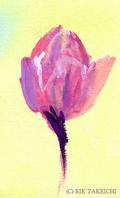 1月5日の誕生花と花言葉 蝋梅 クロッカス 一年366日の花のイラスト