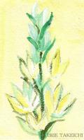 1月14日の誕生花と花言葉 スプレー菊 オーニソガラム シルソイデス 一年366日の花のイラスト