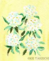 1月15日の誕生花と花言葉 胡蝶蘭 コデマリ 一年366日の花のイラスト
