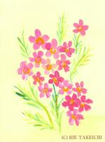 1月19日の誕生花と花言葉 マダガスカルジャスミン ワックスフラワー 一年366日の花のイラスト