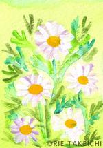 2月日の誕生花と花言葉 チューリップ 黄 マーガレット 白 一年366日のイラスト