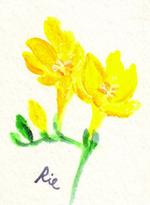 2月28日の誕生花と花言葉 ブルーレースフラワー フリージア 一年366日のイラスト
