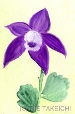 4月1日の誕生花と花言葉 オーニソガラム オダマキ 一年366日の花言葉と誕生花のイラストレーション