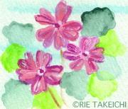 4月2日の誕生花と花言葉 キンセンカ 日本桜草 一年366日の花言葉と誕生花のイラストレーション