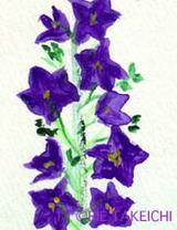 4月14日の誕生花と花言葉 ボタン デルフィニウム 一年366日の花言葉と誕生花のイラストレーション