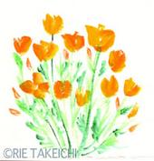 4月22日の誕生花と花言葉 ムシトリナデシコ カリフォルニアポピー 一年366日の花言葉と誕生花のイラストレーション