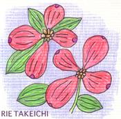 5月9日の誕生花と花言葉 シロツメクサ ハナミズキ 一年366日の花言葉と誕生花のイラストレーション