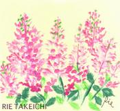 5月14日の誕生花と花言葉 シャクヤク アスチルベ 一年366日の花言葉と誕生花のイラストレーション