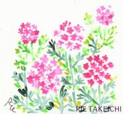 5月24日の誕生花と花言葉 アカツメクサ バーベナ 一年366日の花言葉と誕生花のイラストレーション