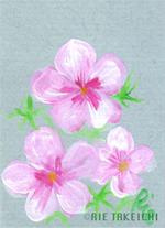 6月3日の誕生花と花言葉 カスミ草 草キョウチクトウ 一年366日の花言葉と誕生花のイラストレーション