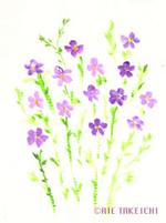 6月7日の誕生花と花言葉 ホワイトレースフラワー 宿根アマ 一年366日の花言葉と誕生花のイラストレーション