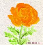 6月10日の誕生花と花言葉 マツバ菊 ラナンキュラス 一年366日の花言葉と誕生花のイラストレーション
