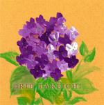 6月14日の誕生花と花言葉 四季咲きベゴニア アジサイ 一年366日の花言葉と誕生花のイラストレーション
