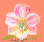 6月21日の誕生花と花言葉 乙女桔梗 アマリリス 一年366日の花言葉と誕生花のイラストレーション