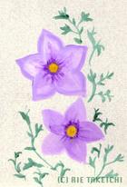 8月6日の誕生花と花言葉 トレニア ニーレンベルギア 一年366日の花言葉と誕生花のイラストレーション