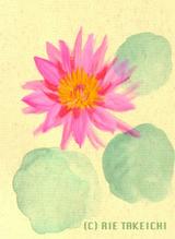8月8日の誕生花と花言葉 アンスリウム スイレン 一年366日の花言葉と誕生花のイラストレーション