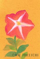 8月16日の誕生花と花言葉 唐糸草 ペチュニア 一年366日の花言葉と誕生花のイラストレーション