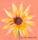8月25日の誕生花と花言葉 ルドベキア ヒマワリ 一年366日の花言葉と誕生花のイラストレーション