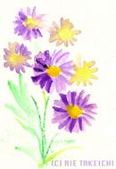 9月日の誕生花と花言葉 花のイラスト 一年366日の花言葉と誕生花のイラストレーション