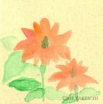 11月4日の誕生花と花言葉 浜菊 クロッサンドラ 一年366日の花言葉と誕生花のイラストレーション