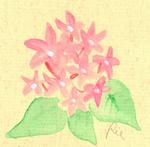 11月5日の誕生花と花言葉 オンシジウム ペンタス 一年366日の花言葉と誕生花のイラストレーション