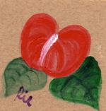 11月13日の誕生花と花言葉 ブバルディア アンスリウム 一年366日の花言葉と誕生花のイラストレーション