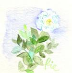 11月22日の誕生花と花言葉 アングレカム バラ 一年366日の花言葉と誕生花のイラストレーション