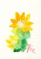 1月1日の誕生花と花言葉 福寿草 プリムラ ジュリアン 一年366日の花のイラスト