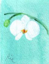 1月15日の誕生花と花言葉 胡蝶蘭 コデマリ 一年366日の花のイラスト