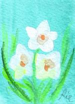 2月11日の誕生花と花言葉 フリージア 白 イベリス 一年366日のイラスト