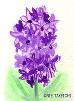 2月17日の誕生花と花言葉 ヒヤシンス 紫 ミモザアカシア 一年366日のイラスト
