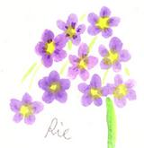 2月28日の誕生花と花言葉 ブルーレースフラワー フリージア 一年366日のイラスト