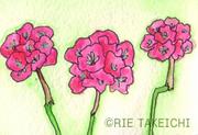 3月2日の誕生花と花言葉 花のイラスト 一年366日の花言葉と誕生花のイラストレーション