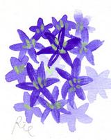 3月13日の誕生花と花言葉 花のイラスト 一年366日の花言葉と誕生花のイラストレーション