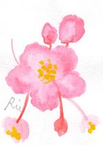 3月16日の誕生花と花言葉 花のイラスト 一年366日の花言葉と誕生花のイラストレーション