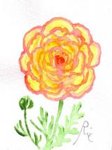 3月日の誕生花と花言葉 花のイラスト 一年366日の花言葉と誕生花のイラストレーション