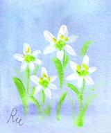 4月1日の誕生花と花言葉 オーニソガラム オダマキ 一年366日の花言葉と誕生花のイラストレーション